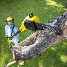 Best Tree Maintenance Programs  in Lander, WY